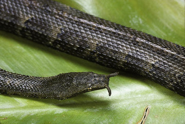 Erpeton tentaculatum (tentacled snake)