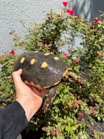 Red Foot Tortoise Adult Female #26072302 (Chelonoidis carbonaria)