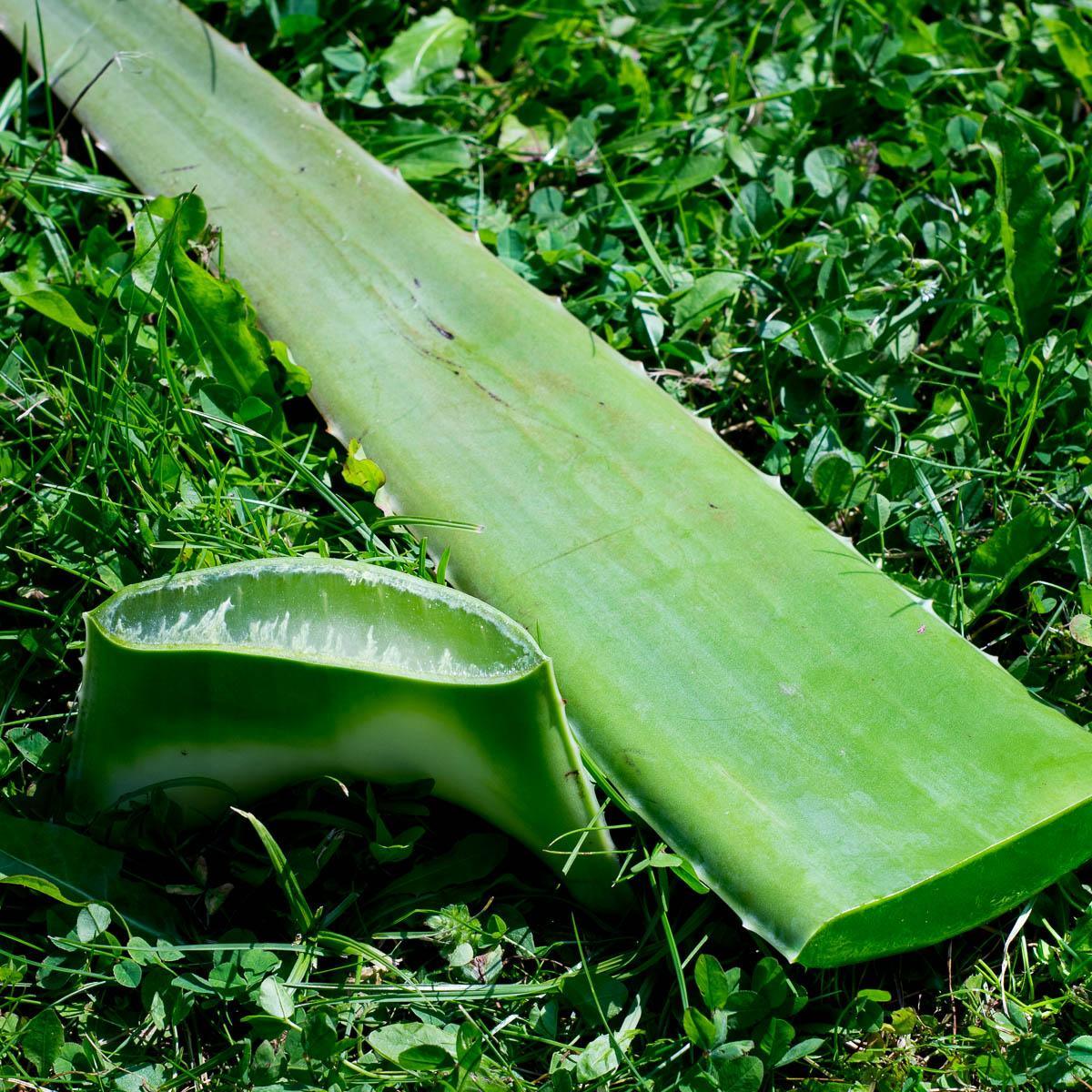 Aloe vera Blatt frisch