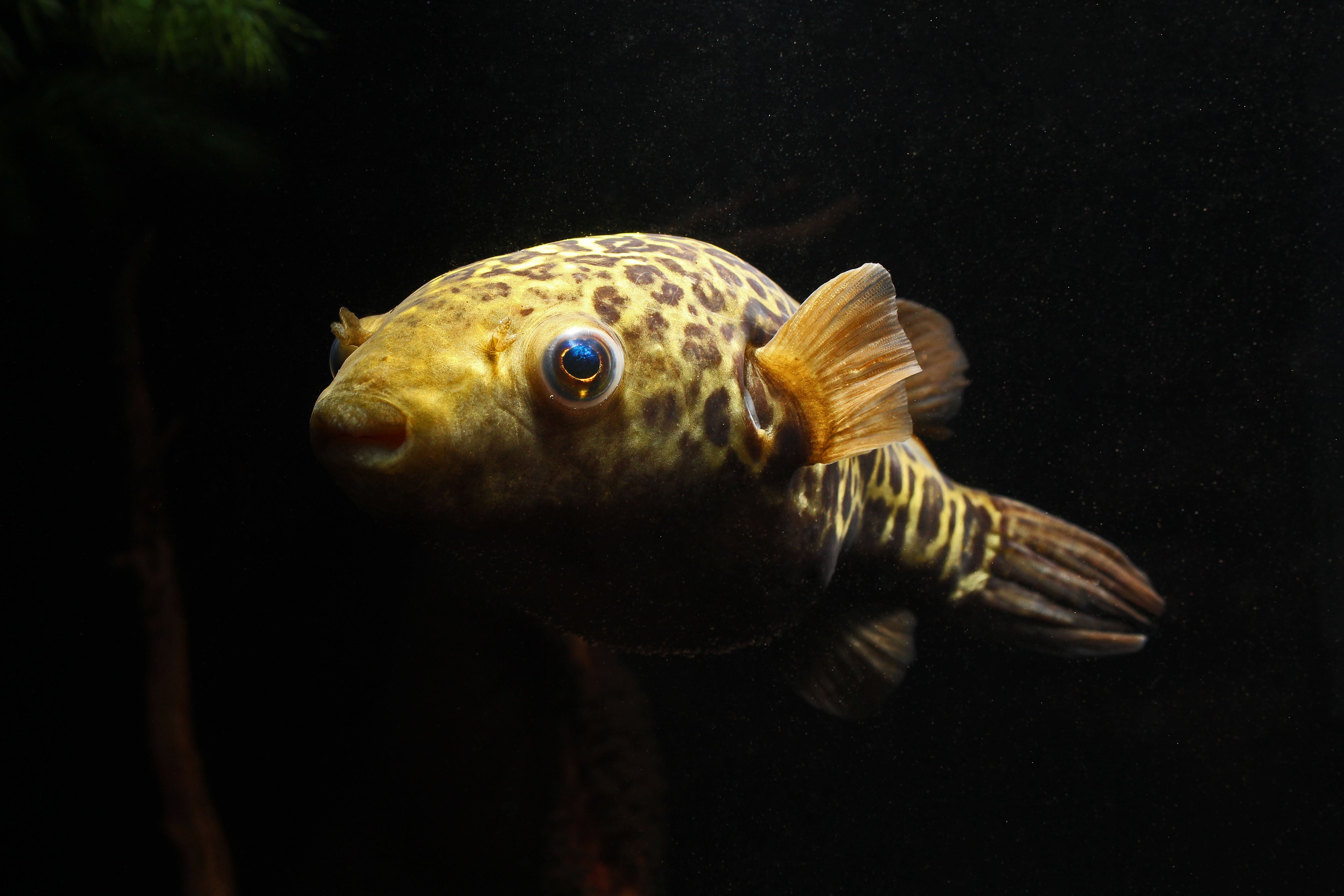 Giant Spot Bangkok Puffer