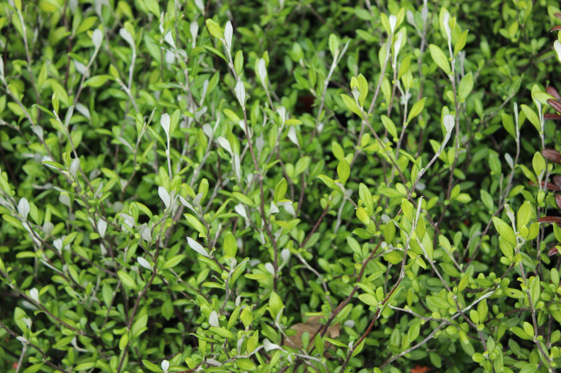 Corokia Clover.