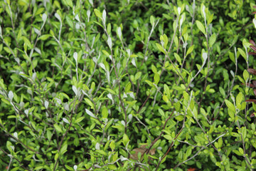 Corokia Clover.