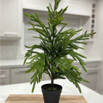 Norfolk Pine Tree