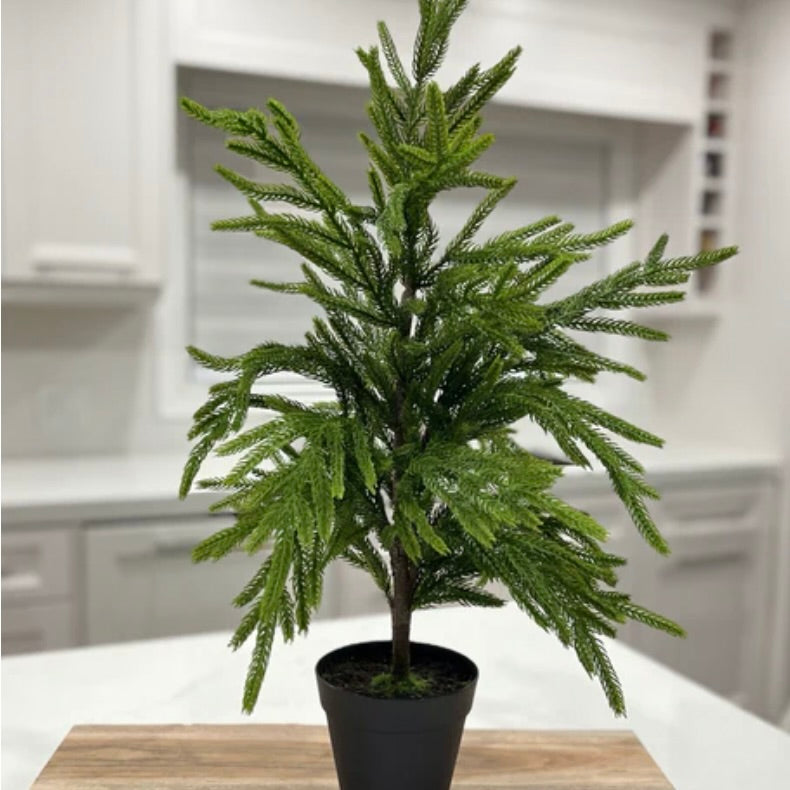 Norfolk Pine Tree