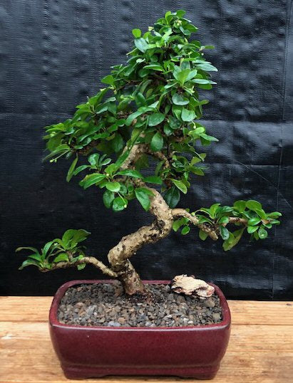 Fukien Tea Bonsai Tree