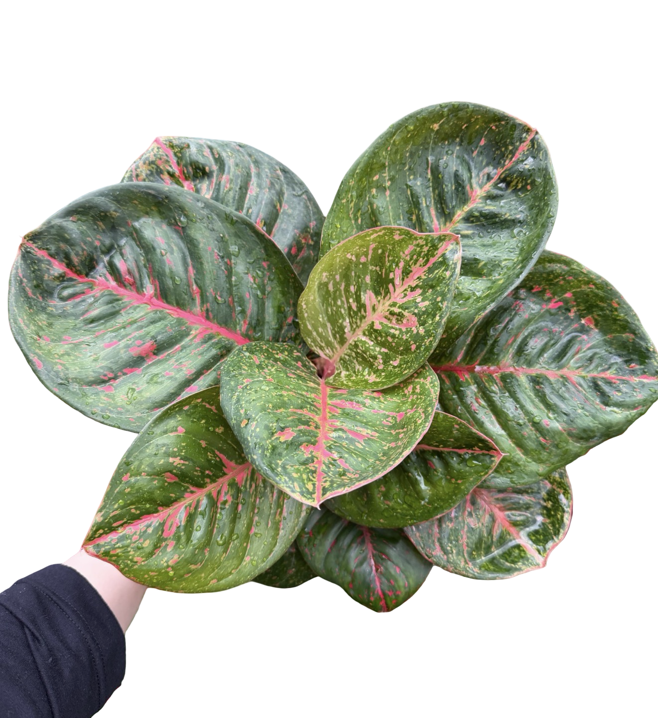 Aglaonema “Black Sombat Siam” | Set of 10 Plants