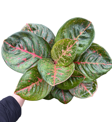 Aglaonema “Black Sombat Siam” | Set of 10 Plants