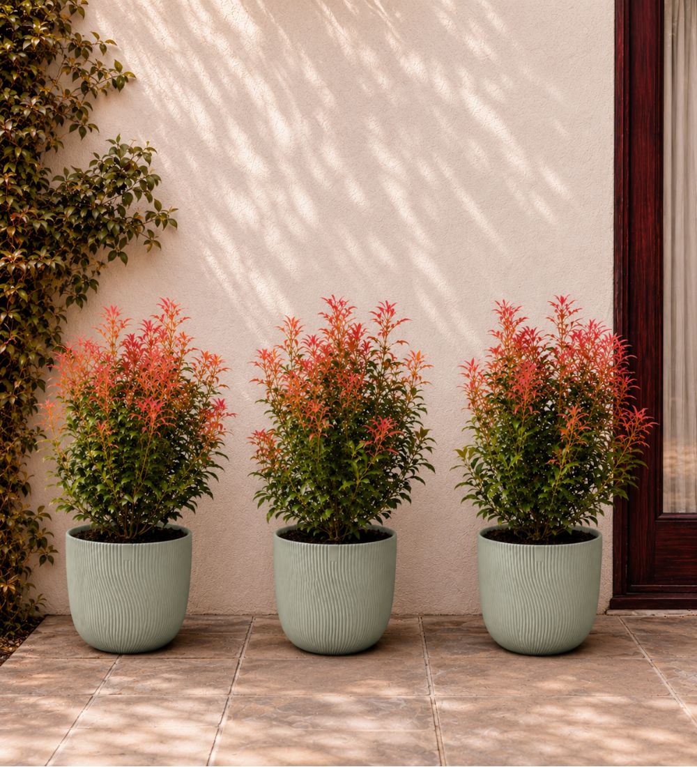 Trio of Large Pieris Japonica