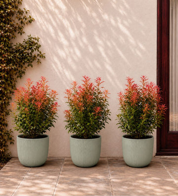 Trio of Large Pieris Japonica