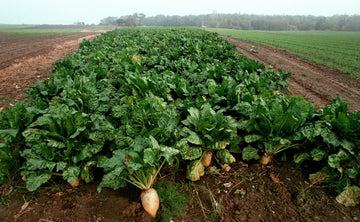 Sugar Beet Seed