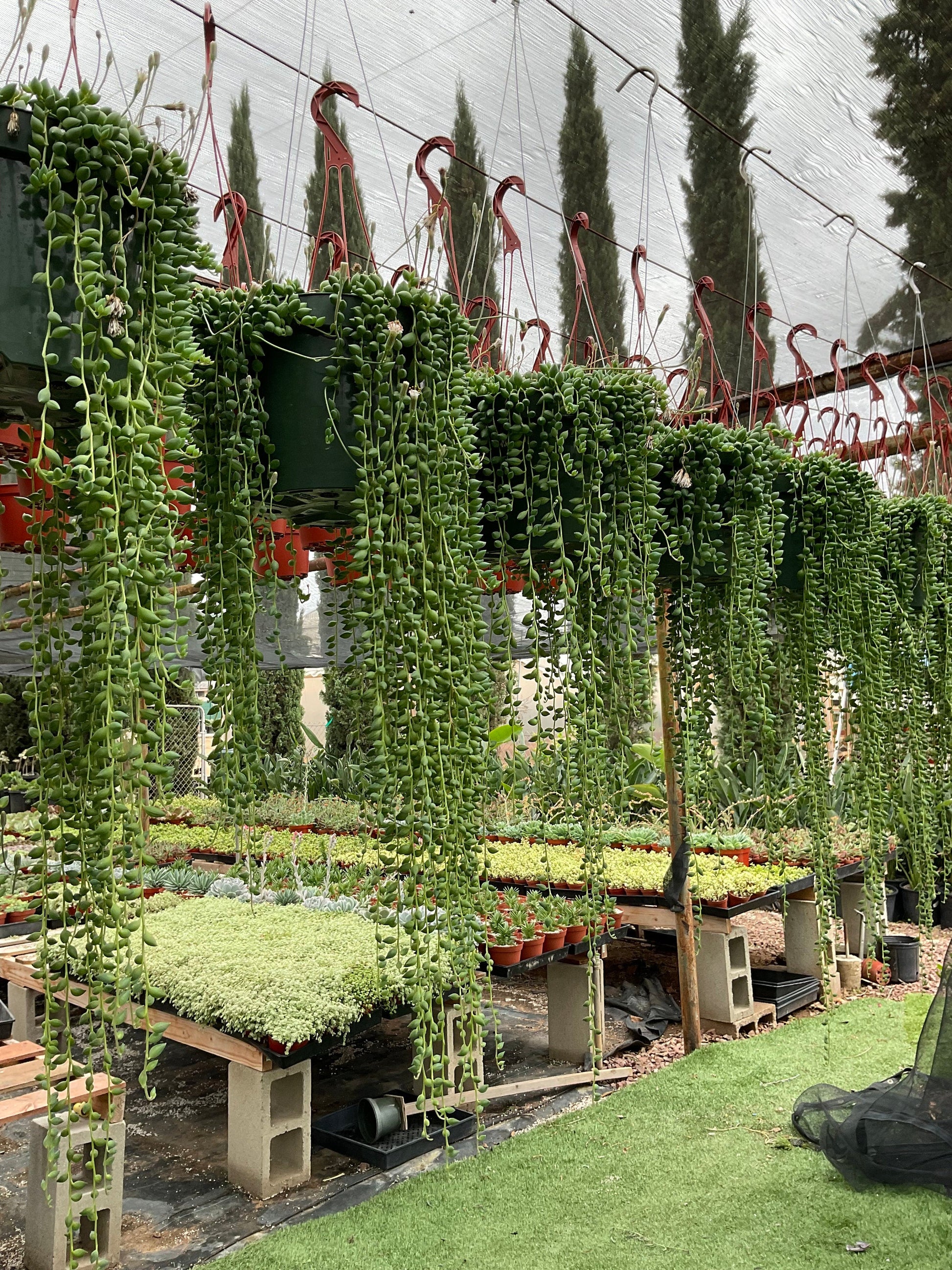 LARGE String of Tears hanging Plant 8’’ pot