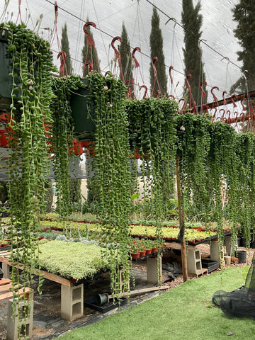 LARGE String of Tears hanging Plant 8’’ pot
