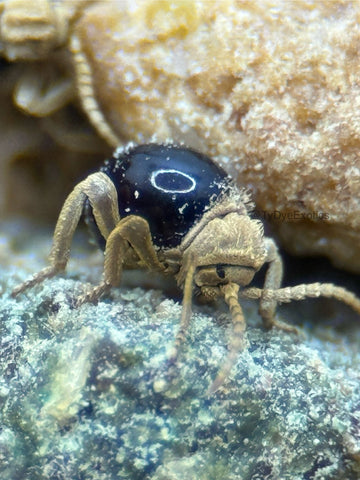 Mezium affine – Shiny Spider Beetle | Beautiful Pet Species with Velvety Faces | Live Arrival Guarantee