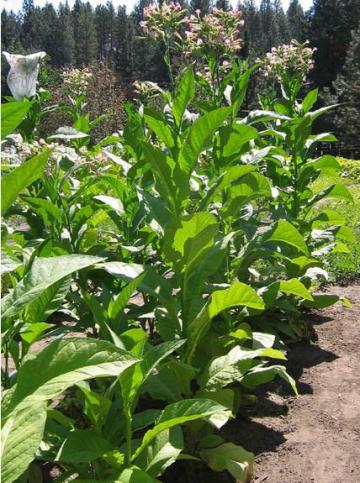 Pipe Tobacco Leaf
